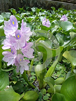 Eichhornia crassipes, eceng gondok, water hyacinth, photo