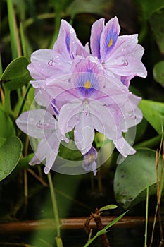 Eichhornia crassipes is a floating herb belonging to the genus Eichhornia of Pontederiaceae