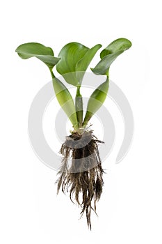 Eichhornia crassipes Plant with leaves isolated on white background.