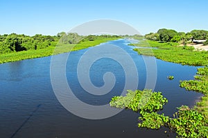 Eichhornia crassipes in river Uruguay