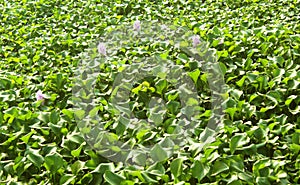 Eichhornia crassipes on the rural lake water.