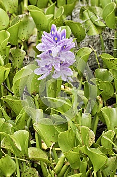 Eichhornia crassipes, water hyacinth