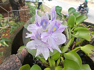 Eichhornia crassipes flower 2 closeups photo