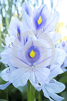 Eichhornia crassipes or water hyacinth flower