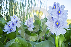 Eichhornia crassipes or water hyacinth flowers