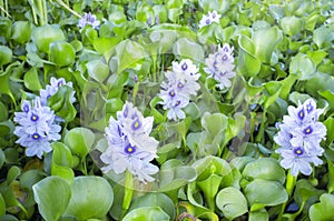 Eichhornia crassipes or water hyacinth flowers
