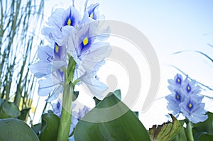 Eichhornia crassipes or water hyacinth flowers