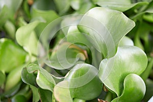 Eichhornia crassipes, water hyacinth green leaves