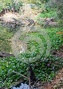 Eichhornia, water hyacinths (Eichhornia azurea), invasive quarantine species in the lake