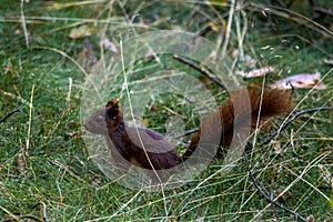 EichhÃÂ¶rnchen Waldboden