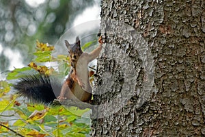 EichhÃ¶rnchen Sciurus