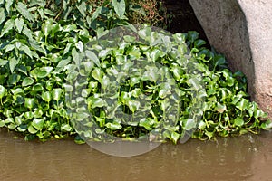 Eichornia crassipes in dirty river, India, Andaman islands photo