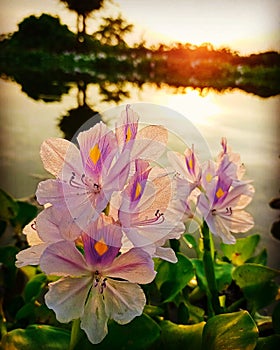 Eichornia crassipes & x28;water hyacinth& x29; photo