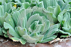 Eichornia crassipes, water hyacinth or dew drop photo