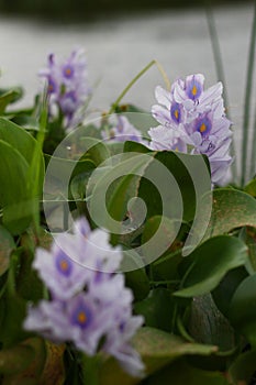 Eichornia flower - common water hyacinth