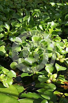 Eichornia, water hyacinth photo