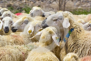 Eid Festival of Sacrifices Turkish mean is Kurban bayrami icin hayvanlar