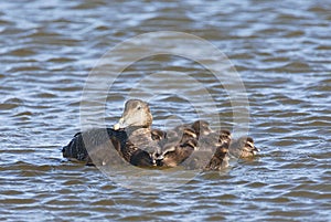 Eider, Common Eider
