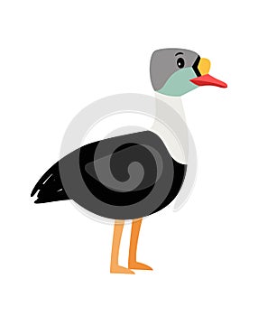 Eider cute cartoon bird