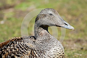 Eider duck