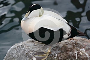 Eider Duck