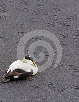 Eider duck on black sand, Dyholaey, Iceland