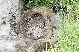 Eider duck breeding