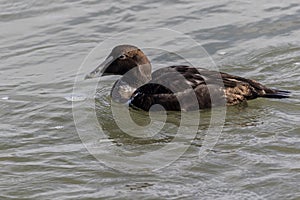 Eider Duck, a large sea duck at the Barnegat Inlet, New Jersey