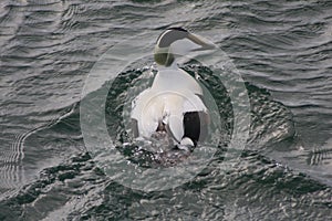 Eider Duck Male