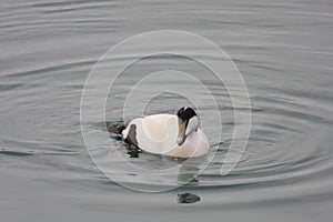 Eider Duck Male