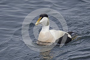 Eider Duck