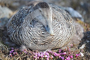 Eider duck on the nest