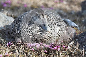 Eider duck on the nest in the Arctic tundra