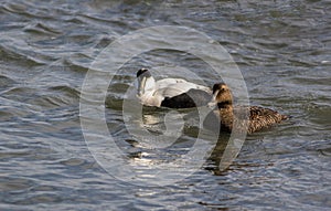 Eider Duck pair, a large sea duck at the Barnegat Inlet, New Jersey