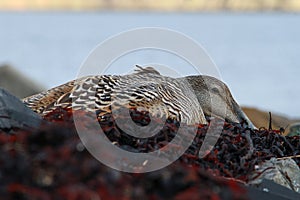 Eider duck sitting on nest