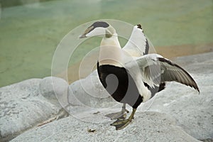 Eider duck Somateria mollissima.