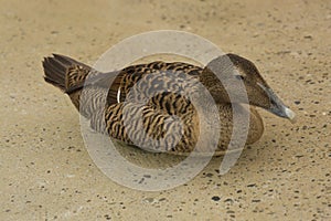 The Eider duck Somateria mollissima.