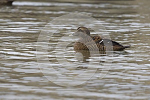 Eider duck, Somateria mollissima