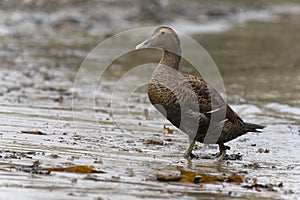 Eider duck, Somateria mollissima