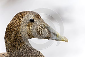 Eider duck, Somateria mollissima