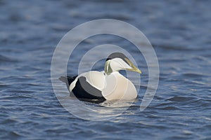 Eider Duck, Somateria mollissima