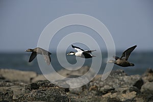 Eider duck, Somateria mollissima