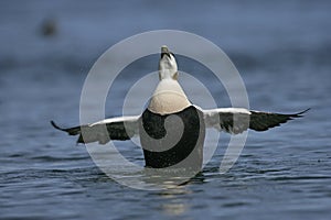 Eider duck, Somateria mollissima