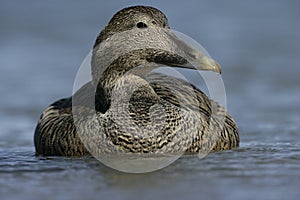Eider duck, Somateria mollissima