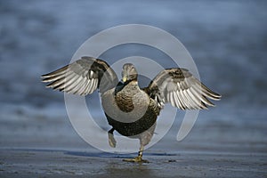 Eider duck, Somateria mollissima