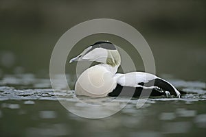 Eider duck, Somateria mollissima