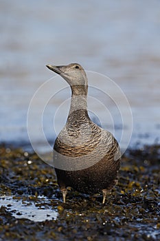 Eider duck, Somateria mollissima