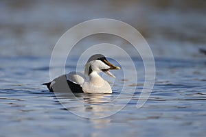 Eider duck, Somateria mollissima