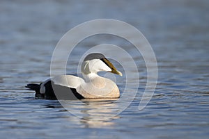 Eider duck, Somateria mollissima