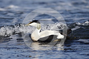 Eider duck, Somateria mollissima